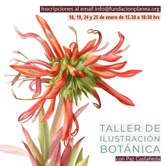 Taller de ilustración botánica